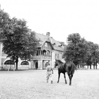 Picture of nonius horse walking to mezohegyes stud farm hungary