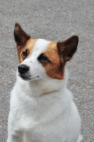 Picture of norbottenspets (nordic spitz)