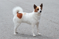 Picture of norbottenspets (nordic spitz)