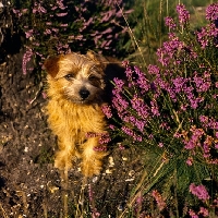 Picture of norflk terrier in the garden, chalkyfield folly
