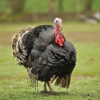 Picture of norfolk bronze turkey stag turkey
