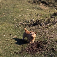 Picture of norfolk terrier after digging a hole