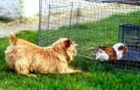 Picture of norfolk terrier amazed by a guinea pig