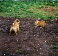 Picture of norfolk terrier and cat having a confrontation