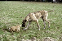 Picture of norfolk terrier and great dane, ch picanbil pericles, investigating