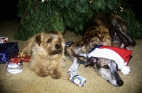 Picture of norfolk terrier and greyhound under christmas tree