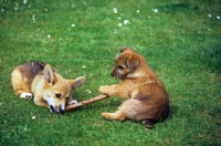 Picture of norfolk terrier and pembroke corgi puppy playing with stick