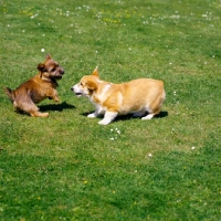 Picture of norfolk terrier and pembroke corgi puppies playing on grass