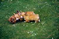 Picture of norfolk terrier and pembroke corgi puppies competing over a stick