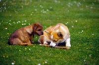 Picture of norfolk terrier and pembroke corgi puppies playing with a stick on grass
