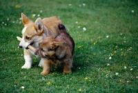 Picture of norfolk terrier and pembroke corgi puppy playing with a stick