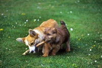 Picture of norfolk terrier and pembroke corgi puppy playing with stick