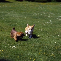 Picture of norfolk terrier and pembroke corgi puppies playing on grass