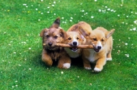 Picture of norfolk terrier and two pembroke corgi puppies running carrying a stick