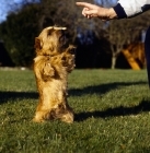 Picture of norfolk terrier balancing biscuit