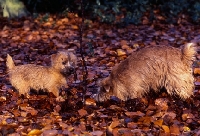 Picture of norfolk terrier bitch and puppy sniffing in leaves