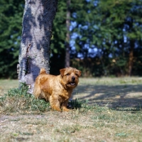 Picture of norfolk terrier ch nanfan caper, barking