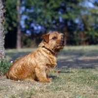 Picture of norfolk terrier, ch nanfan caper sitting