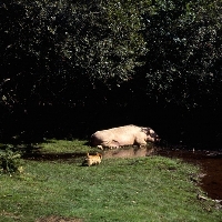 Picture of norfolk terrier creeping up on a sleeping pig