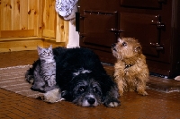 Picture of norfolk terrier, cross bred and kitten on a kitchen floor