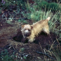 Picture of norfolk terrier digging in earth