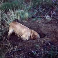 Picture of norfolk terrier digging