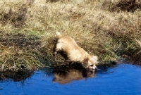 Picture of norfolk terrier drinking at pool on isle of arran