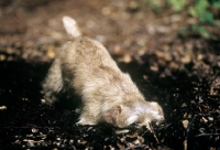 Picture of norfolk terrier, folly digging in leaf mold