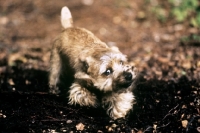 Picture of norfolk terrier, folly, 'kills' a piece of stick by shaking