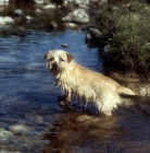 Picture of norfolk terrier having fun in a pool on dartmoor