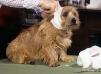 Picture of norfolk terrier having head bandaged