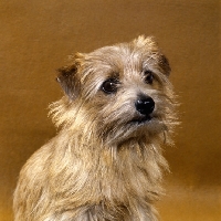 Picture of norfolk terrier head portrait