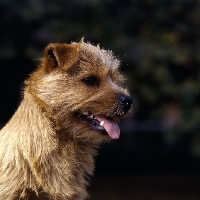 Picture of norfolk terrier head portrait