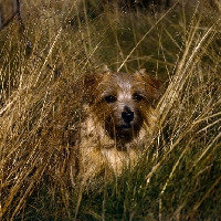 Picture of norfolk terrier head shot in long grass