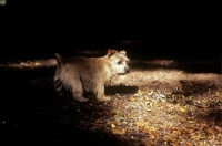 Picture of norfolk terrier in autumn