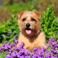 Picture of Norfolk Terrier in flowerbed