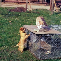 Picture of norfolk terrier looking at a cat on top of a rabbit run