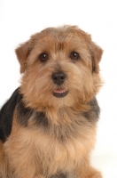 Picture of Norfolk Terrier looking at camera