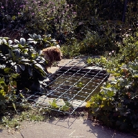 Picture of norfolk terrier looking at covered pond