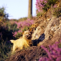 Picture of norfolk terrier looking up after digging earth among heather plants