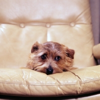 Picture of norfolk terrier lying in a chair