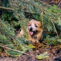 Picture of norfolk terrier lying under pine tree branches
