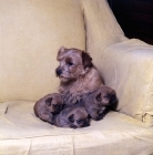 Picture of norfolk terrier mother and three puppies on a couch