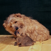 Picture of norfolk terrier mother kissing puppy