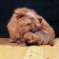 Picture of norfolk terrier mother kissing puppy
