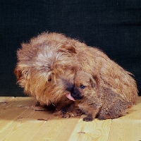 Picture of norfolk terrier mother licking puppy