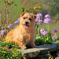 Picture of Norfolk Terrier near flowers