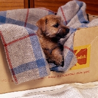 Picture of norfolk terrier on a blanket in a box