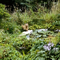 Picture of norfolk terrier on the edge of a pond in a garden