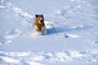Picture of norfolk terrier playing in snow